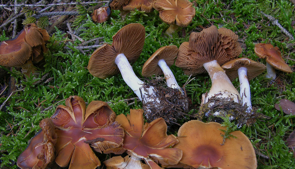 Telamonia Sezione Firmiores.